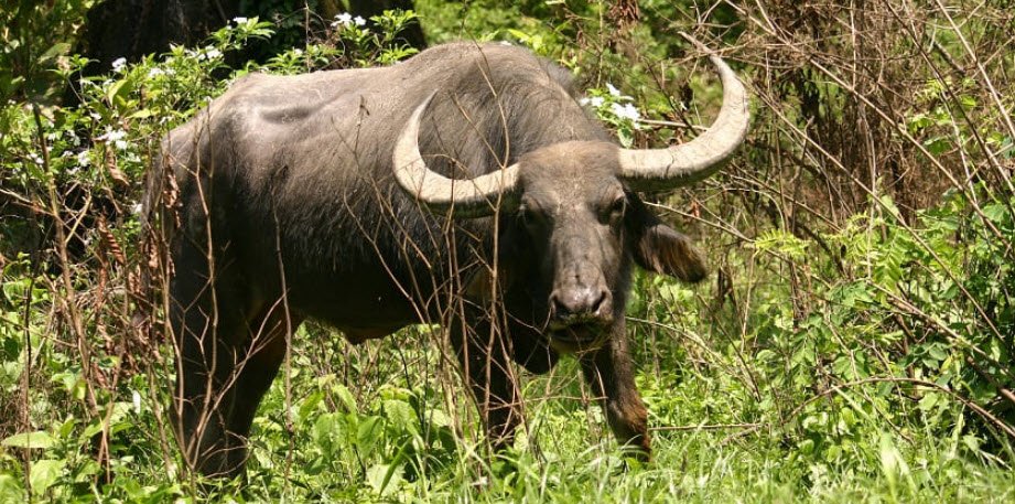 Sitanadi Wildlife Sanctuary, Dhamtari, Chhattisgarh - Vushii.com